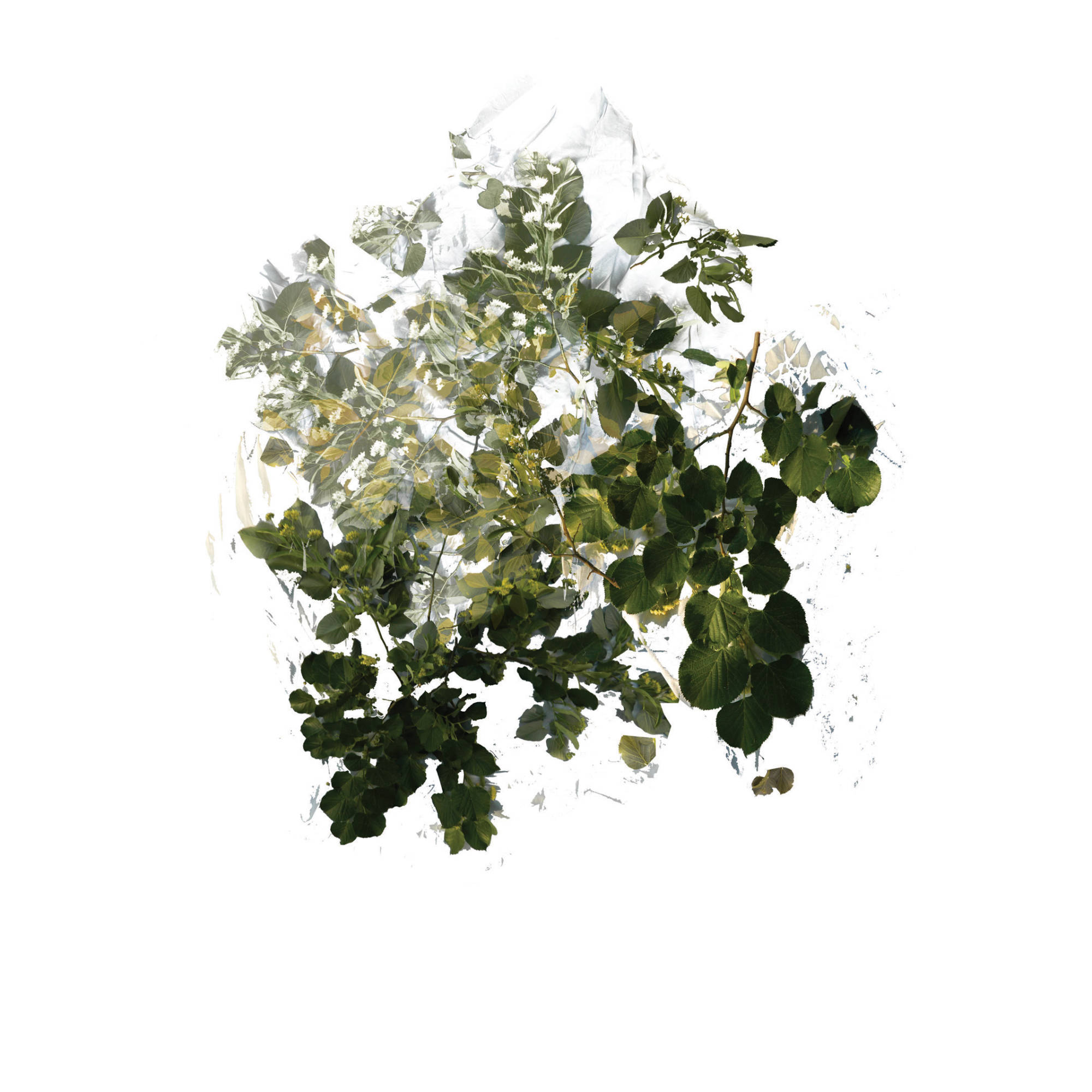 Season of a Linden Tree Scent