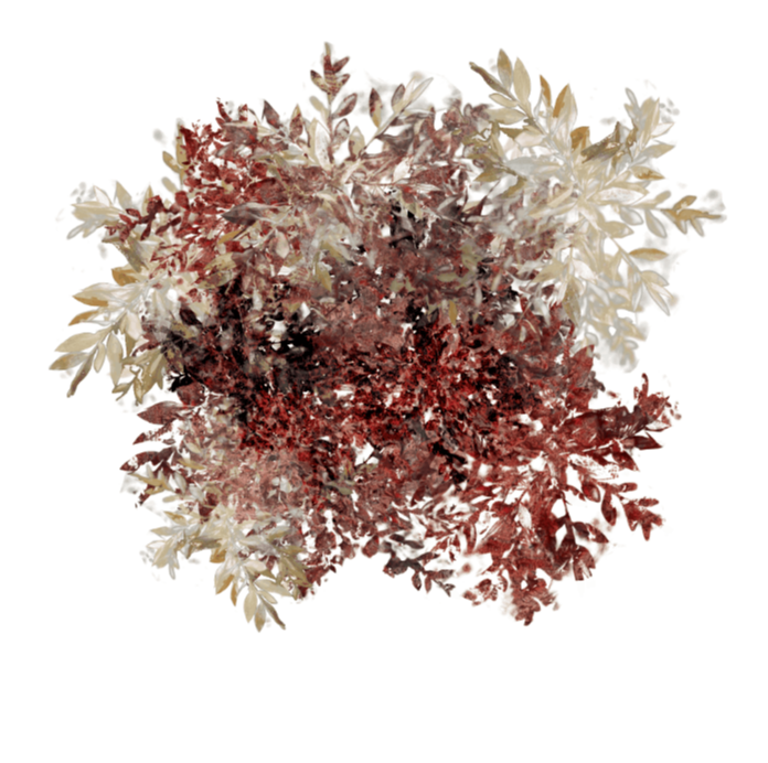 Season of Dried Arrangements