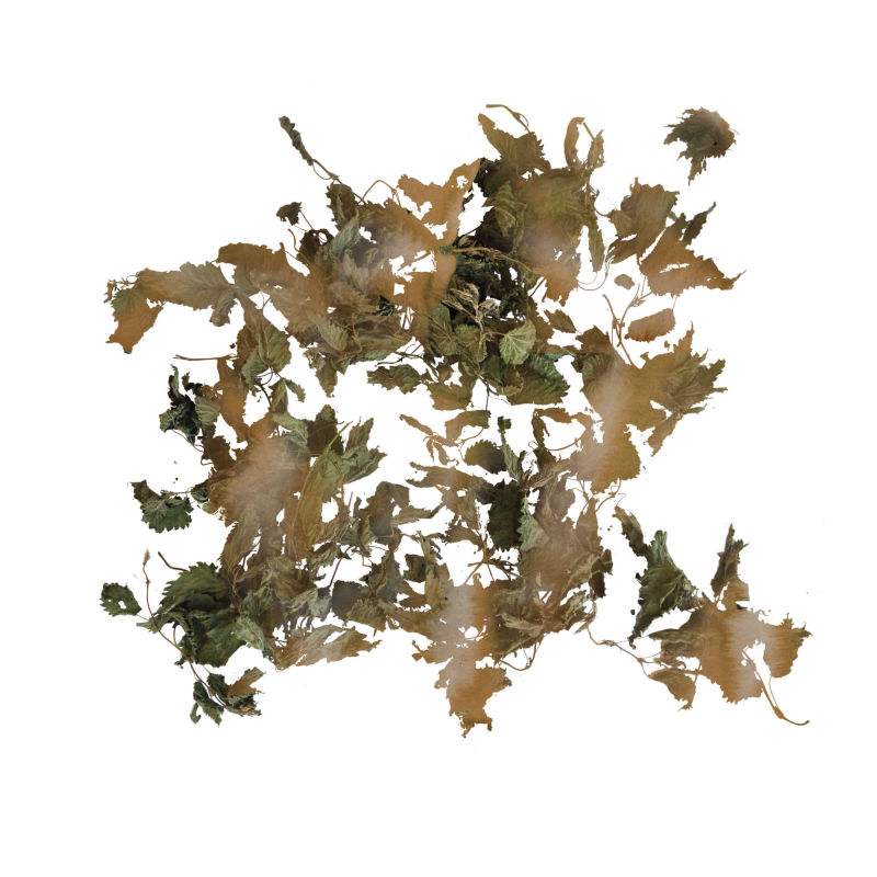 Nettle Tea Season